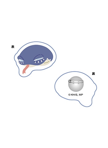 ダビヘビ
